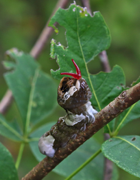 Giant Swallowtail caterpillar with osmeterium